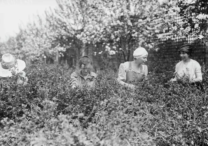 Framed Print : Picking worms from plants, Belmont girls farm, between c1910 and c1915. Creator: Bain News Service Framed Print : Picking worms from plants, Belmont girls farm, between c1910 and c1915. Creator: Bain News Service