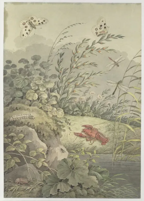 Framed Print : Piece of water with crab, butterflies, dragonflies and sea-buckthorn, c. 1800. Creator: Zingg Framed Print : Piece of water with crab, butterflies, dragonflies and sea-buckthorn, c. 1800. Creator: Zingg