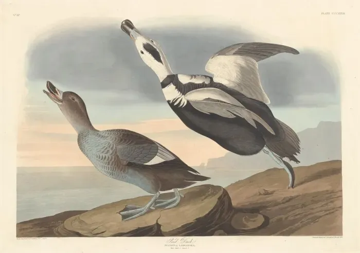 Framed Print : Pied Duck, 1836. Creator: Robert Havell Framed Print : Pied Duck, 1836. Creator: Robert Havell
