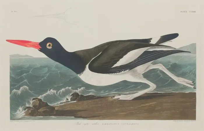 Framed Print : Pied Oyster-Catcher, 1834. Creator: Robert Havell Framed Print : Pied Oyster-Catcher, 1834. Creator: Robert Havell