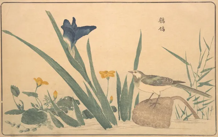 Framed Print : The Pied Wagtail, 1789. Creator: Kitao Masayoshi Framed Print : The Pied Wagtail, 1789. Creator: Kitao Masayoshi
