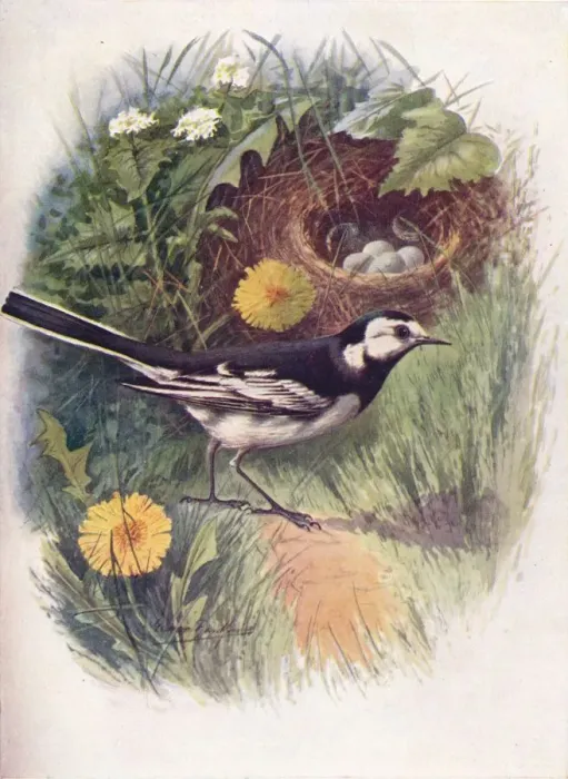 Framed Print : Pied Wagtail - Motacil la lu gubris, c1910, (1910). Artist: George James Rankin Framed Print : Pied Wagtail - Motacil la lu gubris, c1910, (1910). Artist: George James Rankin