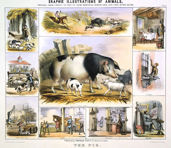The Pig, c1850. Artist: Benjamin Waterhouse Hawkins