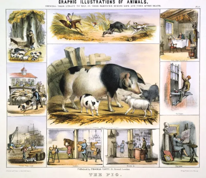 Framed Print : The Pig, c1850. Artist: Benjamin Waterhouse Hawkins Framed Print : The Pig, c1850. Artist: Benjamin Waterhouse Hawkins
