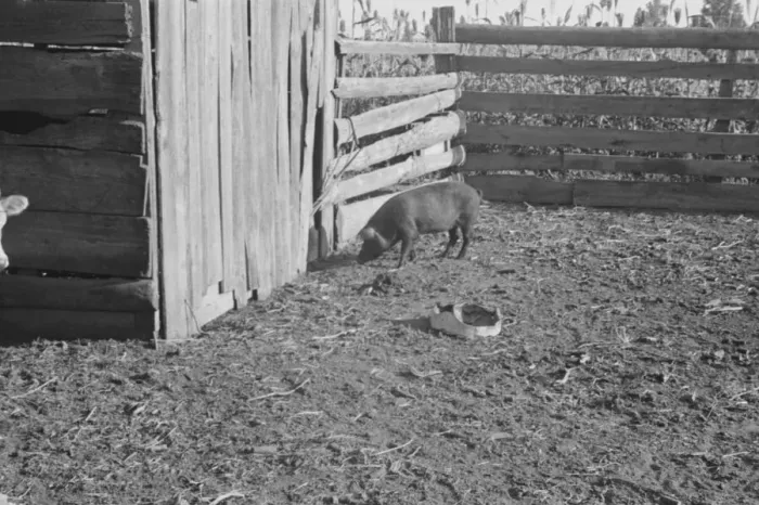 Framed Print : Pig in a sharecroppers yard, Hale County, Alabama, 1936. Creator: Walker Evans Framed Print : Pig in a sharecroppers yard, Hale County, Alabama, 1936. Creator: Walker Evans