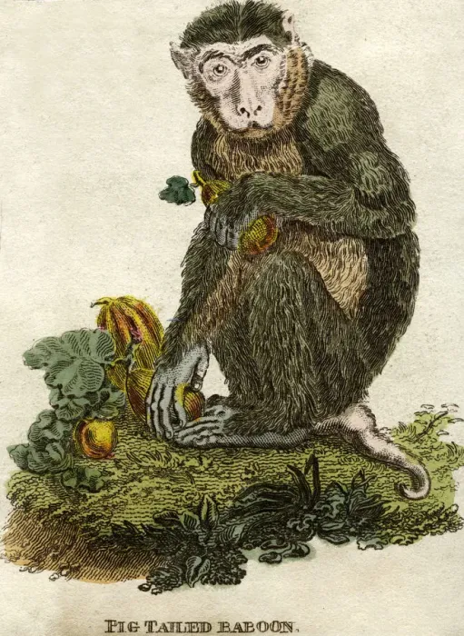 Framed Print : Pig tailed baboon Framed Print : Pig tailed baboon