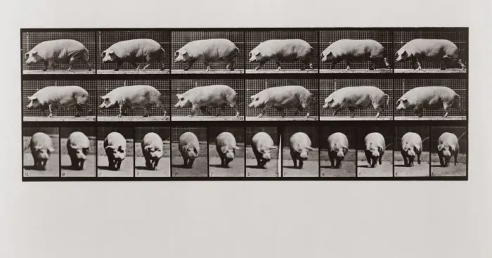 Framed Print : Pig walking, Plate 673 from Animal Locomotion, 1887 (photograph) Framed Print : Pig walking, Plate 673 from Animal Locomotion, 1887 (photograph)