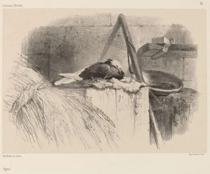 Framed Print : Pigeon. Creator: Karl Bodmer Framed Print : Pigeon. Creator: Karl Bodmer