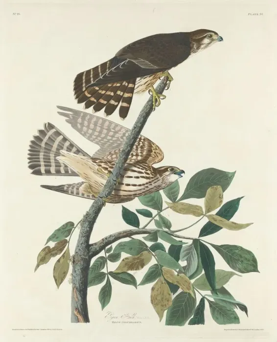 Framed Print : Pigeon Hawk, 1830. Creator: Robert Havell Framed Print : Pigeon Hawk, 1830. Creator: Robert Havell