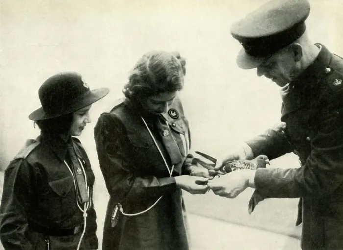 Framed Print : Pigeon Post, 20 February 1943, (1947). Creator: Unknown Framed Print : Pigeon Post, 20 February 1943, (1947). Creator: Unknown