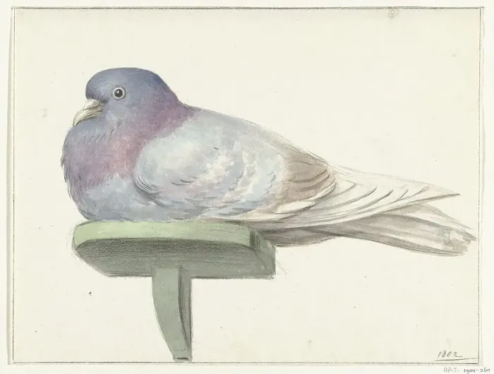 Framed Print : Pigeon, sitting on a shelf, 1802. Creator: Jean Bernard Framed Print : Pigeon, sitting on a shelf, 1802. Creator: Jean Bernard