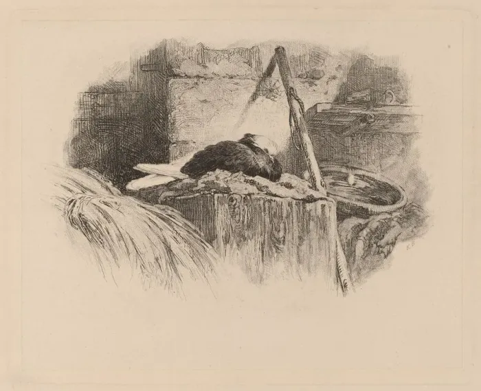 Framed Print : Pigeon sur un nid. Creator: Karl Bodmer Framed Print : Pigeon sur un nid. Creator: Karl Bodmer