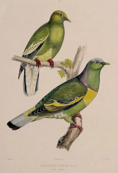 Framed Print : The pigeons, 1857. Creator: Oudart, Paul Louis (1796-1860) Framed Print : The pigeons, 1857. Creator: Oudart, Paul Louis (1796-1860)