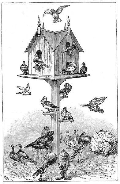 Pigeons used by Charles Darwin at Down House, near Beckenham, Kent, England, 1887