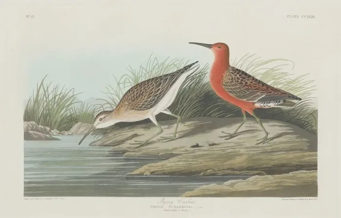 Framed Print : Pigmy Curlew, 1835. Creator: Robert Havell Framed Print : Pigmy Curlew, 1835. Creator: Robert Havell
