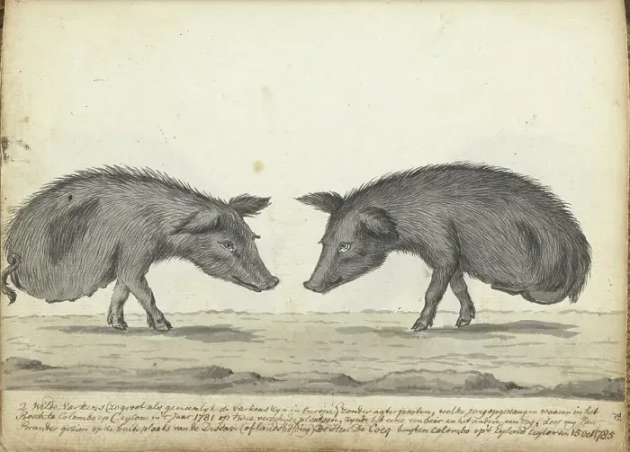 Framed Print : Pigs without hind legs, 1785. Creator: Jan Brandes Framed Print : Pigs without hind legs, 1785. Creator: Jan Brandes