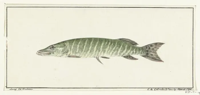 Framed Print : Pike, 1796. Creator: Jean Bernard Framed Print : Pike, 1796. Creator: Jean Bernard