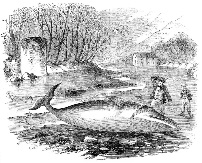 Framed Print : Pike-Headed Rorqual Whale taken in the Dart, 1856. Creator: Unknown Framed Print : Pike-Headed Rorqual Whale taken in the Dart, 1856. Creator: Unknown