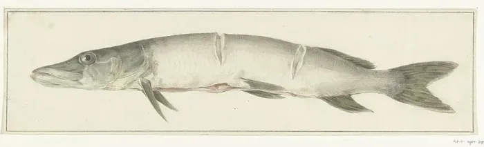 Framed Print : Pike, with two notches on the back, 1775-1833. Creator: Jean Bernard Framed Print : Pike, with two notches on the back, 1775-1833. Creator: Jean Bernard