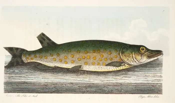 Framed Print : The Pike, from A Treatise on Fish and Fish-ponds, pub. 1832 (hand coloured engraving) Framed Print : The Pike, from A Treatise on Fish and Fish-ponds, pub. 1832 (hand coloured engraving)