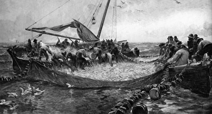 Framed Print : Pilchards, 1900 Framed Print : Pilchards, 1900