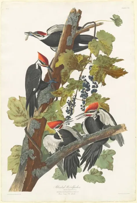 Framed Print : Pileated Woodpecker, 1831. Creator: Robert Havell Framed Print : Pileated Woodpecker, 1831. Creator: Robert Havell