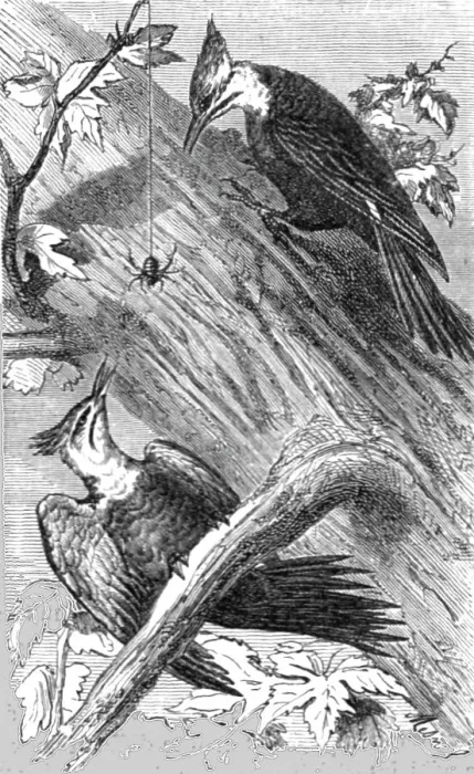 Framed Print : Pileatus Woodpecker; A Naturalist's Excursion in Wisconsin, 1875. Creator: Unknown