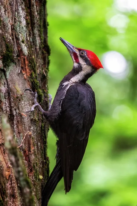 Framed Print : Piliated Woodpecker. Creator: Joshua Johnston Framed Print : Piliated Woodpecker. Creator: Joshua Johnston