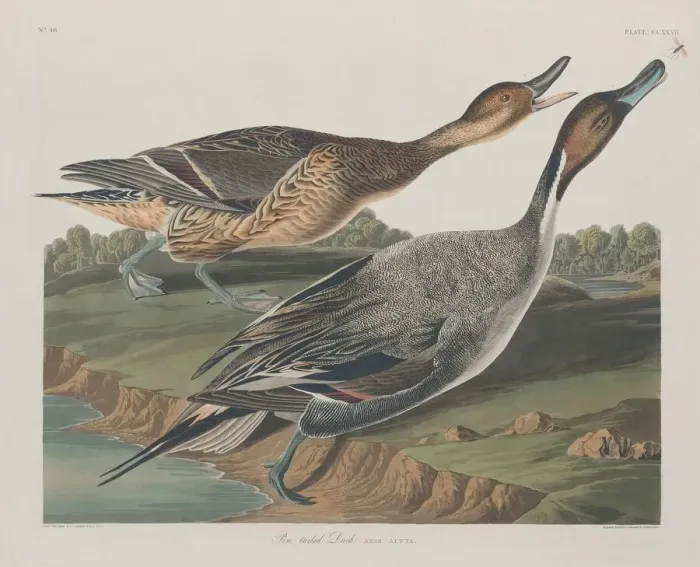 Framed Print : Pin-Tailed Duck, 1834. Creator: Robert Havell Framed Print : Pin-Tailed Duck, 1834. Creator: Robert Havell