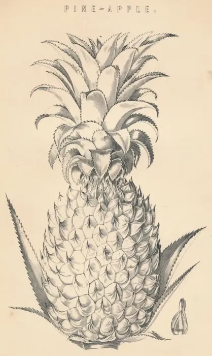 Framed Print : Pine-Apple, c19th century Framed Print : Pine-Apple, c19th century
