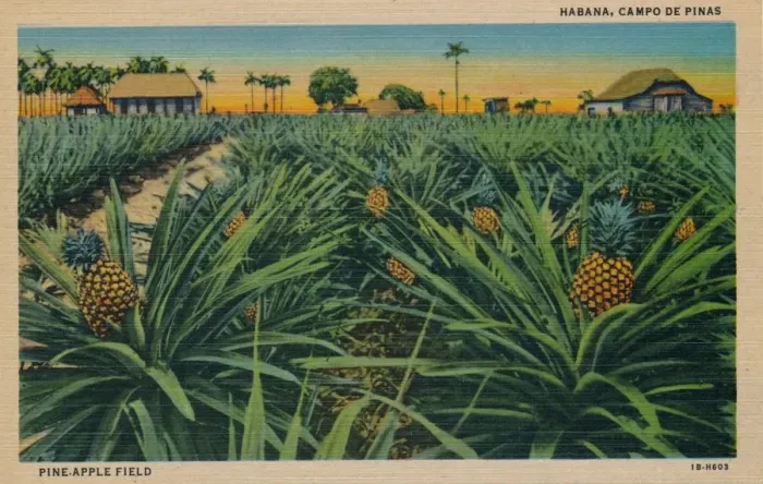 Framed Print : Pine-Apple Field - Habana, Campo De Pinas, c1910 Framed Print : Pine-Apple Field - Habana, Campo De Pinas, c1910