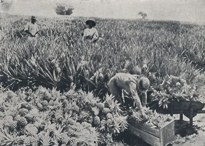 Framed Print : Pine-Apple Field, Queensland, 1923. Creator: Unknown Framed Print : Pine-Apple Field, Queensland, 1923. Creator: Unknown