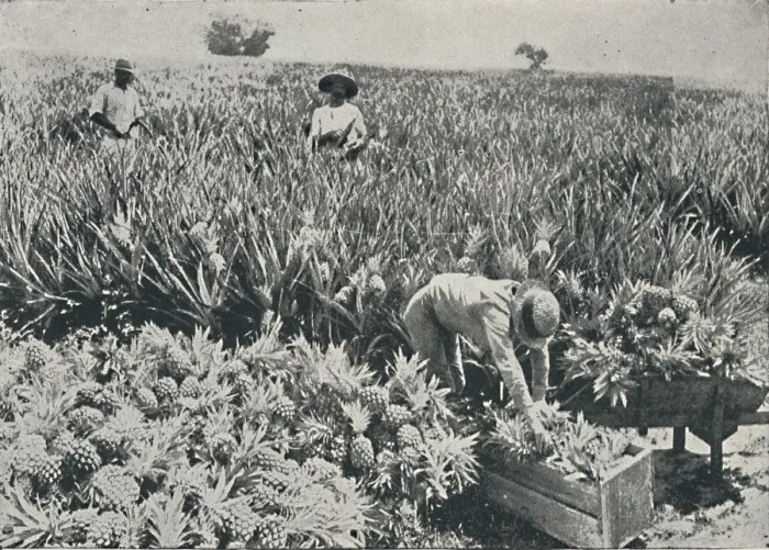 Framed Print : Pine-Apple Plantation, 1916 Framed Print : Pine-Apple Plantation, 1916