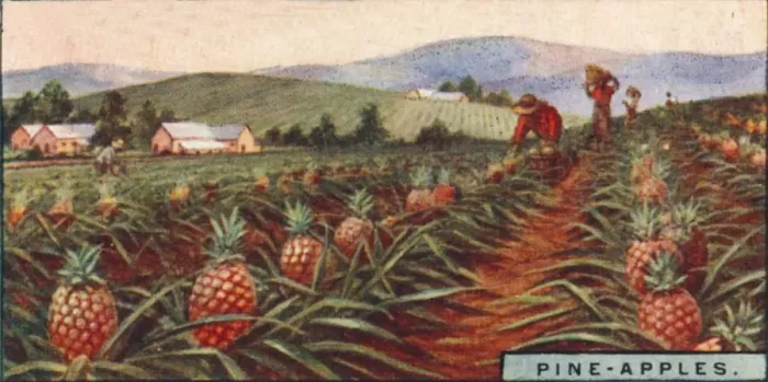 Framed Print : Pine-apples. - Gathering the Fruit, Hawaii, 1928 Framed Print : Pine-apples. - Gathering the Fruit, Hawaii, 1928