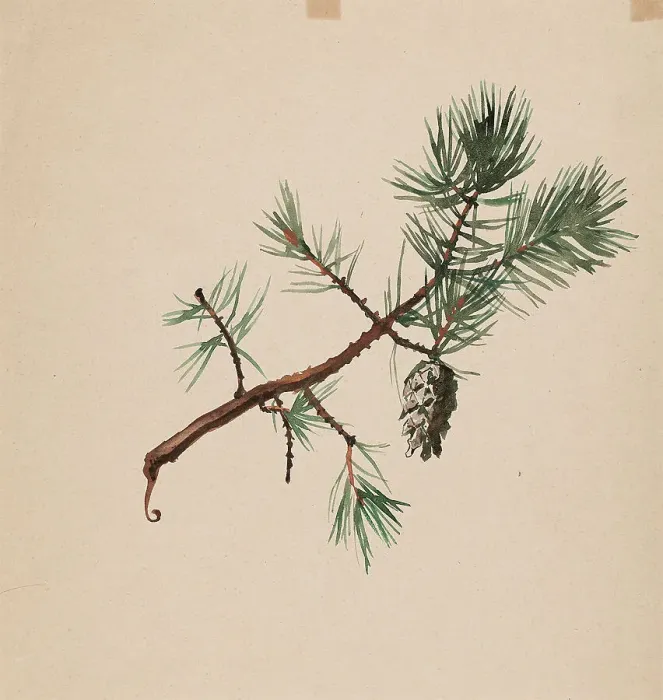 Framed Print : A pine branch, c1890s. Creator: Albert Edelfelt Framed Print : A pine branch, c1890s. Creator: Albert Edelfelt
