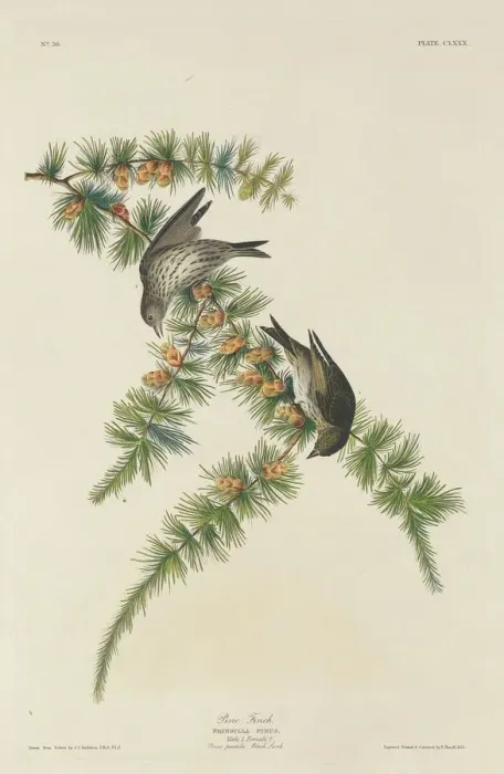 Framed Print : Pine Finch, 1833. Creator: Robert Havell Framed Print : Pine Finch, 1833. Creator: Robert Havell