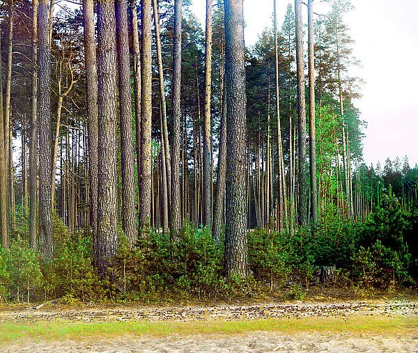Pine forest, 1910. Creator: Sergey Mikhaylovich Prokudin-Gorsky