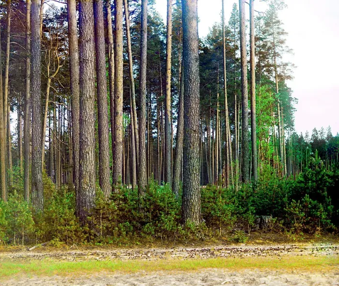 Framed Print : Pine forest, 1910. Creator: Sergey Mikhaylovich Prokudin-Gorsky Framed Print : Pine forest, 1910. Creator: Sergey Mikhaylovich Prokudin-Gorsky