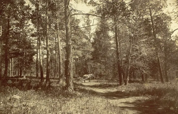 Framed Print : Pine Forest Near Karkaralinskaya Station, 1909. Creator: Nikolai Georgievich Katanaev Framed Print : Pine Forest Near Karkaralinskaya Station, 1909. Creator: Nikolai Georgievich Katanaev