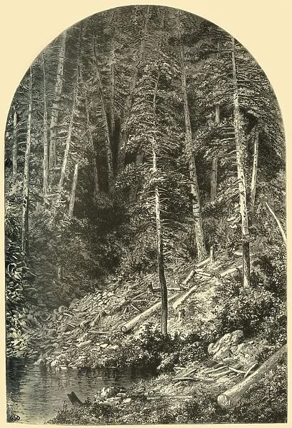 Pine Forest on West Branch of the Susquehanna, 1874. Creator: Unknown