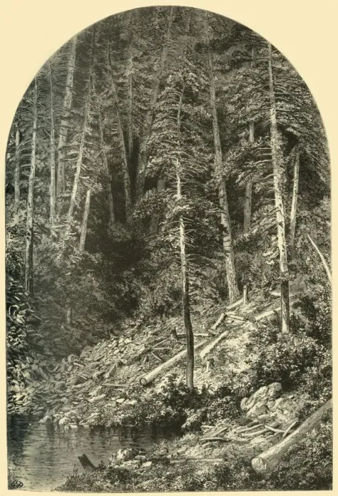 Framed Print : Pine Forest on West Branch of the Susquehanna, 1874. Creator: Unknown Framed Print : Pine Forest on West Branch of the Susquehanna, 1874. Creator: Unknown