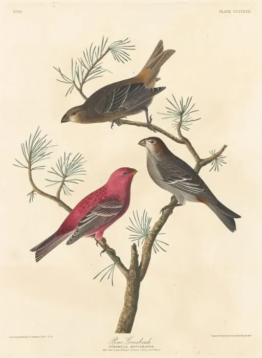 Framed Print : Pine Grosbeak, 1837. Creator: Robert Havell Framed Print : Pine Grosbeak, 1837. Creator: Robert Havell