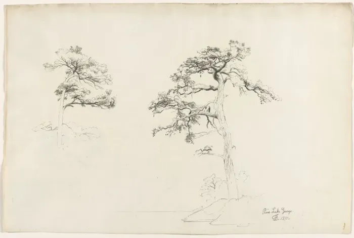 Framed Print : Pine, Lake George, 1871. Creator: David Johnson (American, 1827-1908) Framed Print : Pine, Lake George, 1871. Creator: David Johnson (American, 1827-1908)