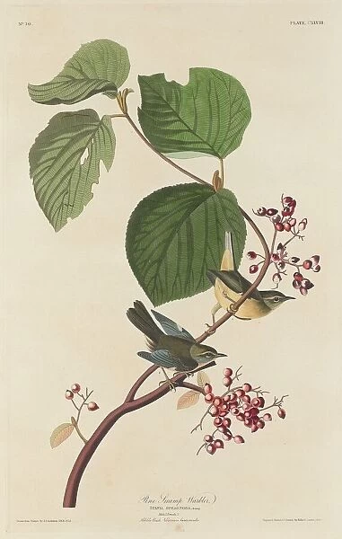 Pine Swamp Warbler, 1832. Creator: Robert Havell