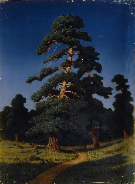 Pine Tree. Artist: Kuindzhi, Arkhip Ivanovich (1842-1910)