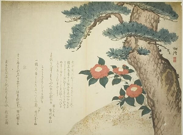 A Pine Tree and Camellias, c. 1815. Creator: Niwa Tokei