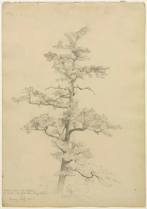 Framed Print : Pine Tree, Conway, New Hampshire (recto), c. 1851. Creator: David Johnson (American, 1827-1908) Framed Print : Pine Tree, Conway, New Hampshire (recto), c. 1851. Creator: David Johnson (American, 1827-1908)