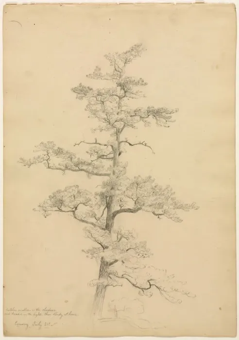 Framed Print : Pine Tree, Conway, New Hampshire (recto); Landscape and Tree Studies (verso), c. 1851 Framed Print : Pine Tree, Conway, New Hampshire (recto); Landscape and Tree Studies (verso), c. 1851
