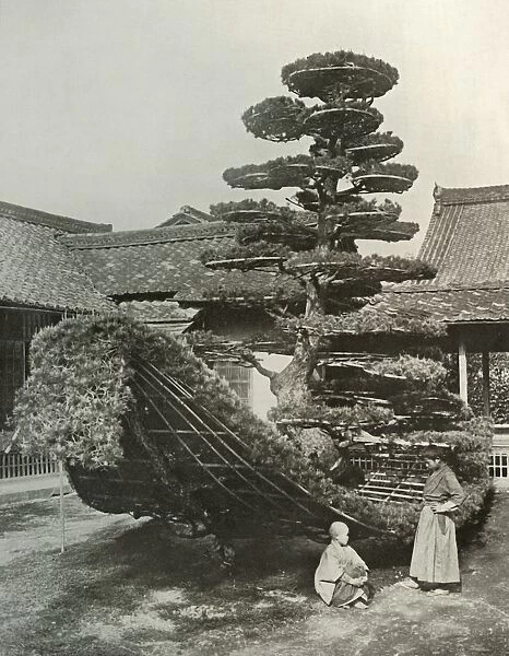 The Pine-Tree Junk at Kinkakuji, 1910. Creator: Herbert Ponting