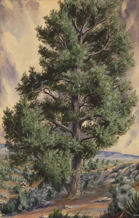 Framed Print : Pine Tree, n. d. Creator: Sandow Framed Print : Pine Tree, n. d. Creator: Sandow